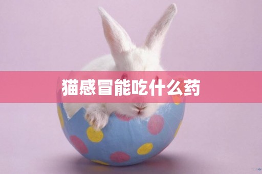 貓感冒能吃什么藥