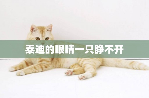 泰迪的眼睛一只睜不開