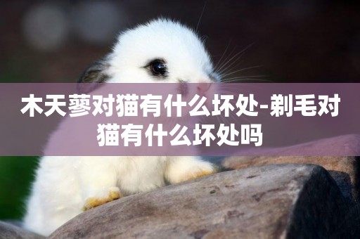 木天蓼對貓有什么壞處-剃毛對貓有什么壞處嗎