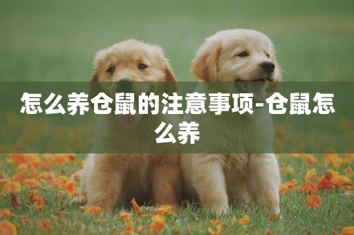 怎么養倉鼠的注意事項-倉鼠怎么養