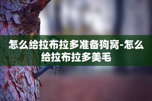 怎么給拉布拉多準備狗窩-怎么給拉布拉多美毛