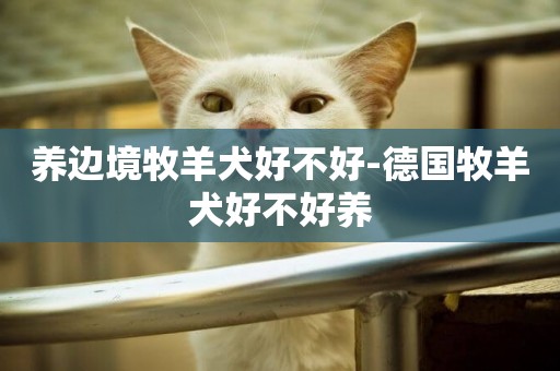 養邊境牧羊犬好不好-德國牧羊犬好不好養