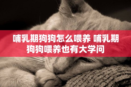 哺乳期狗狗怎么喂養 哺乳期狗狗喂養也有大學問