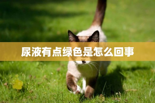尿液有點綠色是怎么回事