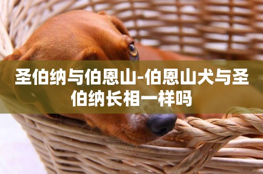 圣伯納與伯恩山-伯恩山犬與圣伯納長相一樣嗎