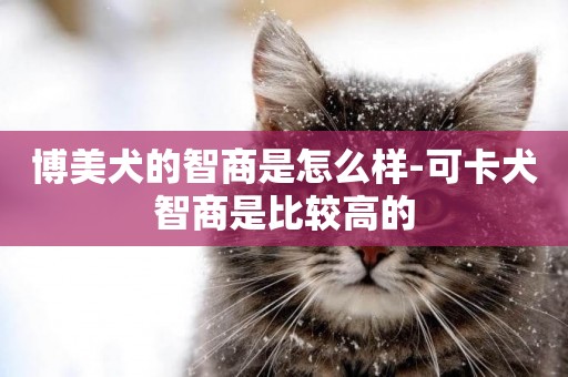 博美犬的智商是怎么樣-可卡犬智商是比較高的