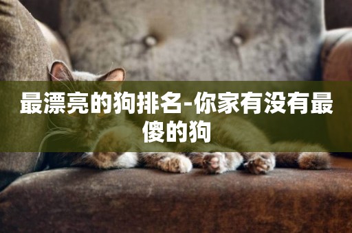 最漂亮的狗排名-你家有沒有最傻的狗