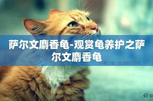 薩爾文麝香龜-觀賞龜養護之薩爾文麝香龜
