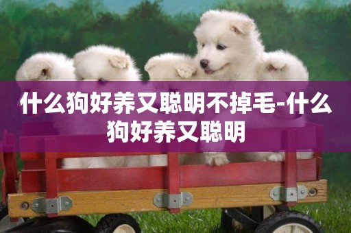 什么狗好養又聰明不掉毛-什么狗好養又聰明
