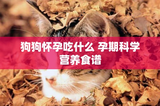 狗狗懷孕吃什么 孕期科學營養食譜