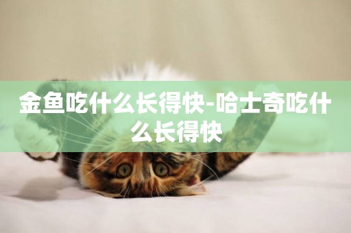 金魚吃什么長得快-哈士奇吃什么長得快