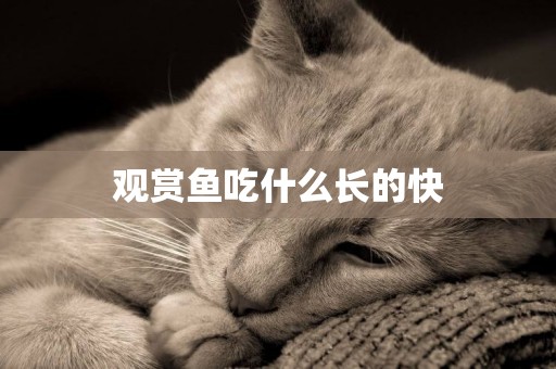 觀賞魚吃什么長的快