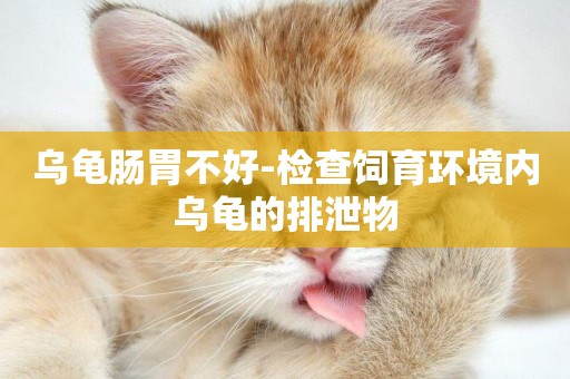 烏龜腸胃不好-檢查飼育環境內烏龜的排泄物