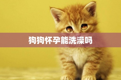 狗狗懷孕能洗澡嗎