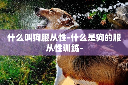什么叫狗服從性-什么是狗的服從性訓練-