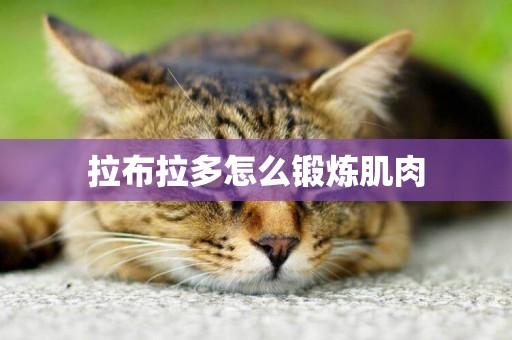 拉布拉多怎么鍛煉肌肉