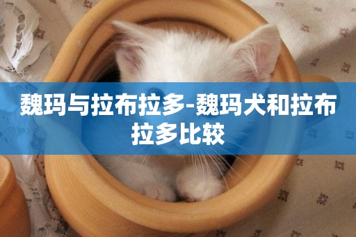 魏瑪與拉布拉多-魏瑪犬和拉布拉多比較