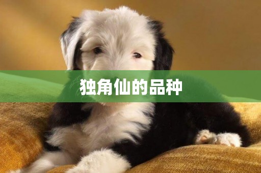 獨角仙的品種