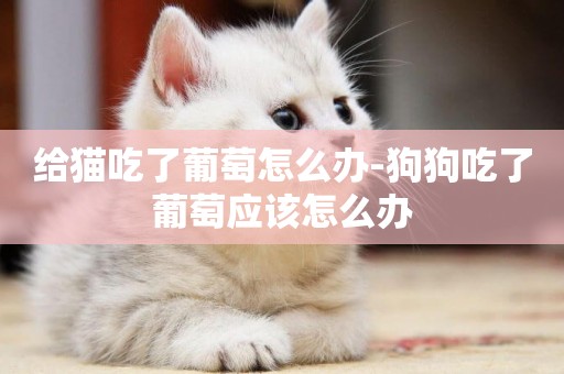 給貓吃了葡萄怎么辦-狗狗吃了葡萄應該怎么辦