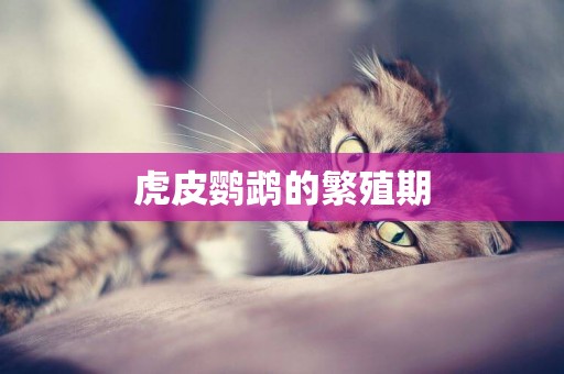 虎皮鸚鵡的繁殖期
