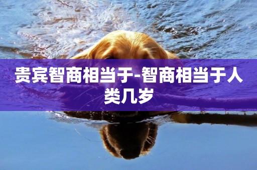 貴賓智商相當于-智商相當于人類幾歲