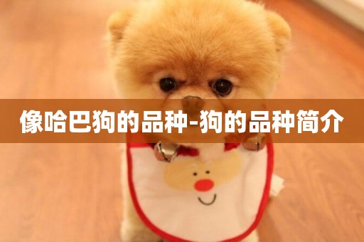 像哈巴狗的品種-狗的品種簡介