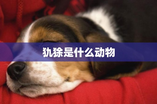 犰狳是什么動物