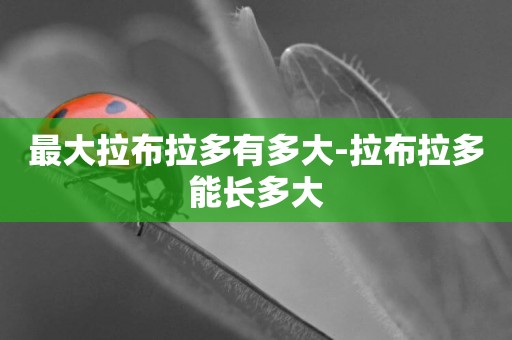 最大拉布拉多有多大-拉布拉多能長多大