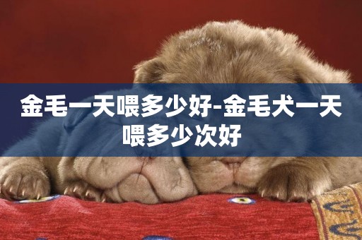 金毛一天喂多少好-金毛犬一天喂多少次好