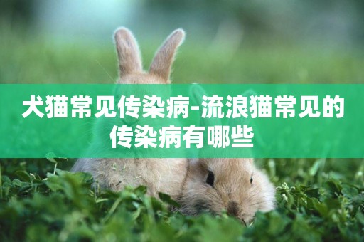 犬貓常見傳染病-流浪貓常見的傳染病有哪些