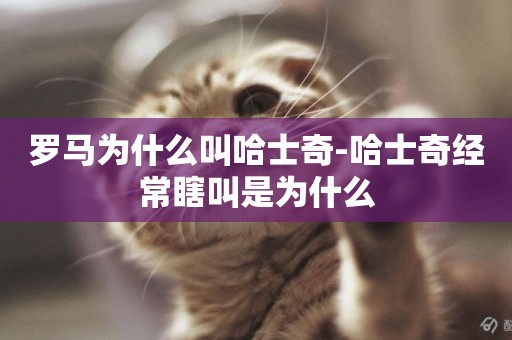 羅馬為什么叫哈士奇-哈士奇經常瞎叫是為什么