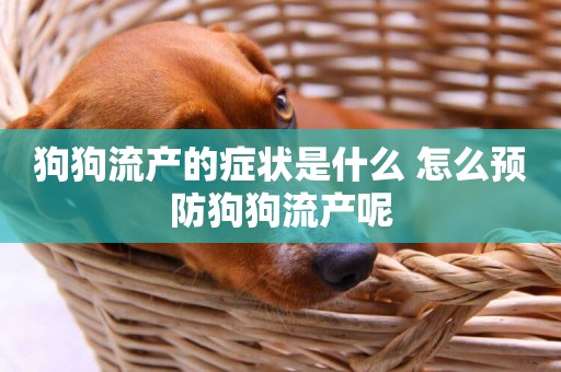 狗狗流產的癥狀是什么 怎么預防狗狗流產呢