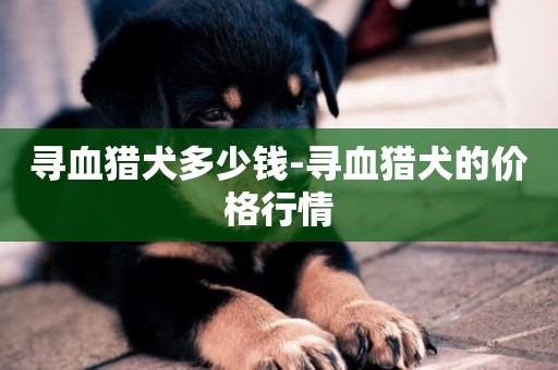 尋血獵犬多少錢-尋血獵犬的價格行情