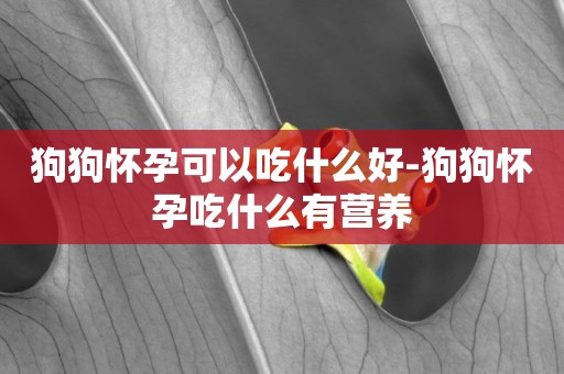 狗狗懷孕可以吃什么好-狗狗懷孕吃什么有營養