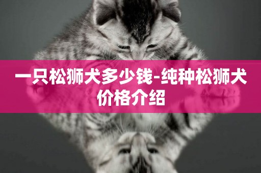一只松獅犬多少錢-純種松獅犬價格介紹