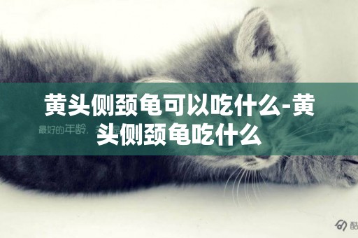 黃頭側頸龜可以吃什么-黃頭側頸龜吃什么