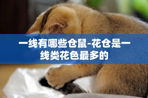 一線有哪些倉鼠-花倉是一線類花色最多的