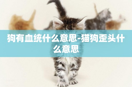 狗有血統什么意思-貓狗歪頭什么意思