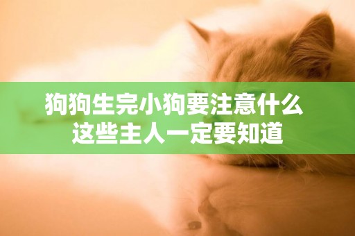 狗狗生完小狗要注意什么 這些主人一定要知道