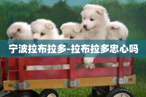 寧波拉布拉多-拉布拉多忠心嗎