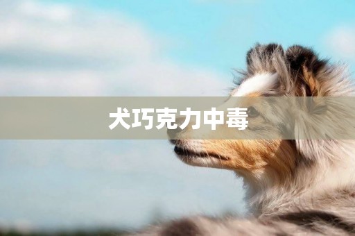 犬巧克力中毒