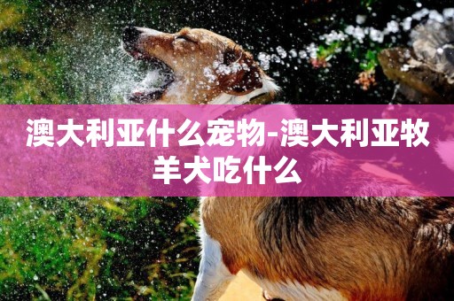 澳大利亞什么寵物-澳大利亞牧羊犬吃什么
