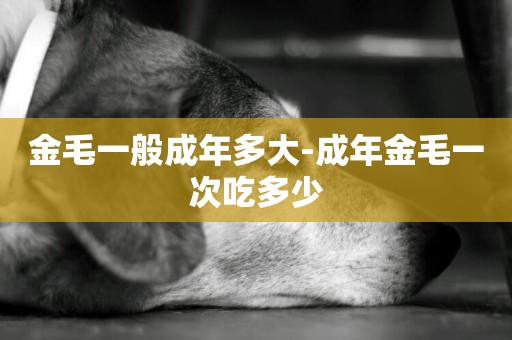 金毛一般成年多大-成年金毛一次吃多少