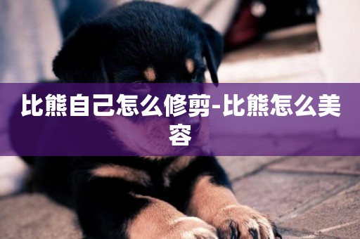 比熊自己怎么修剪-比熊怎么美容