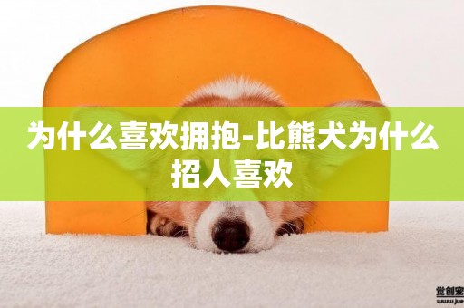 為什么喜歡擁抱-比熊犬為什么招人喜歡