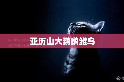 亞歷山大鸚鵡雛鳥