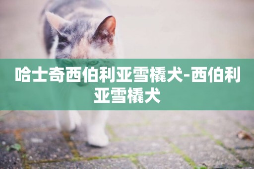 哈士奇西伯利亞雪橇犬-西伯利亞雪橇犬