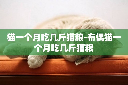 貓一個月吃幾斤貓糧-布偶貓一個月吃幾斤貓糧