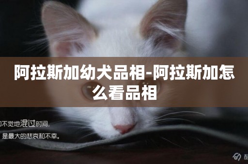 阿拉斯加幼犬品相-阿拉斯加怎么看品相