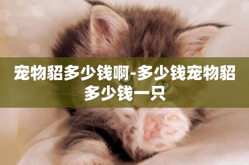 寵物貂多少錢啊-多少錢寵物貂多少錢一只